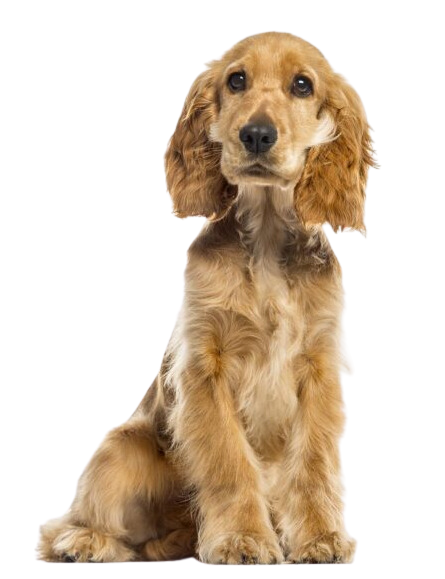 Cocker Spaniel Dog