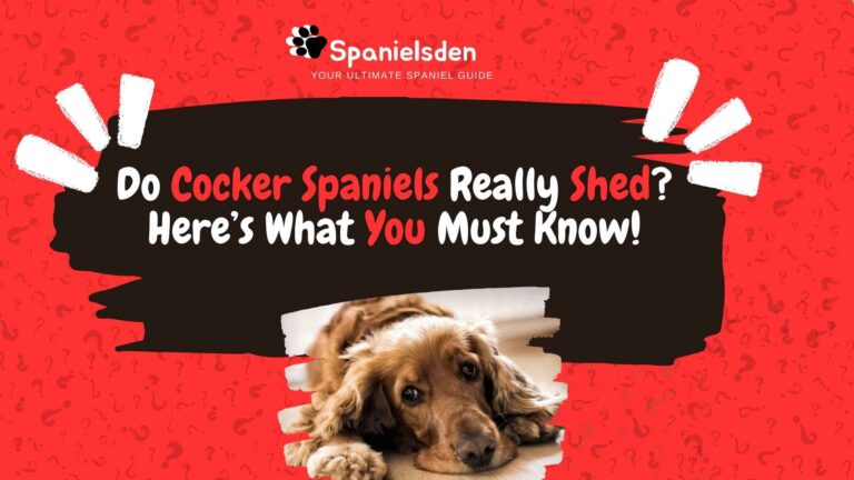 Do Cocker Spaniels Really Shed? Here’s What You Must Know!