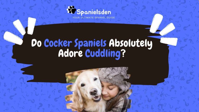 Do Cocker Spaniels Absolutely Adore Cuddling!