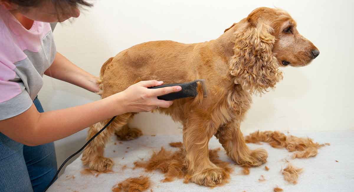 TRIMMING AND GROOMING oF YOUR COCKER SPANIELS