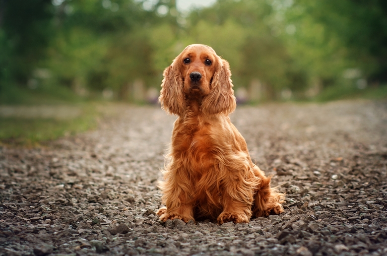 beautiful view of dog