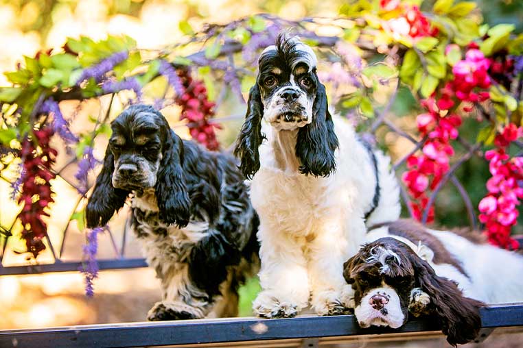 Color of spaniels