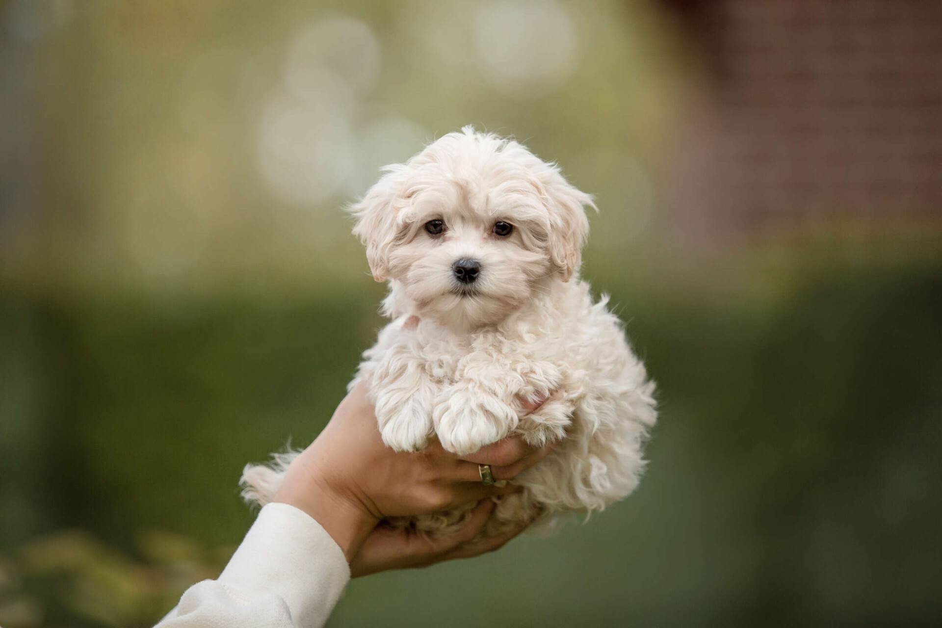 maltese or poodles