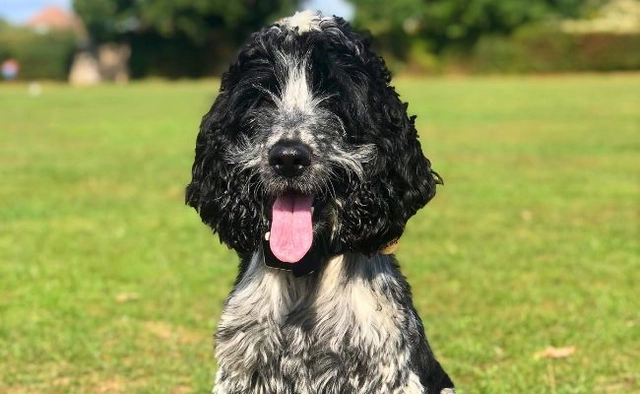 show cocker spaniel