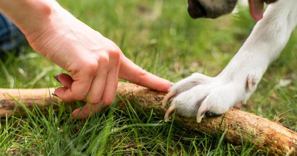 hand of dog and the owner