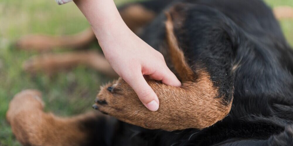 claw of dog