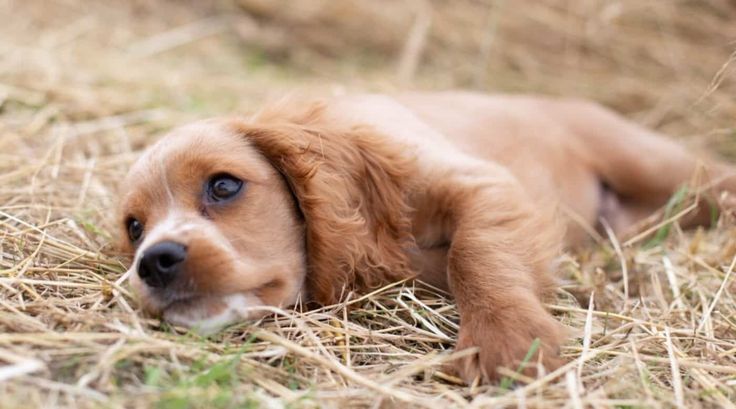 cocker spaniel breed