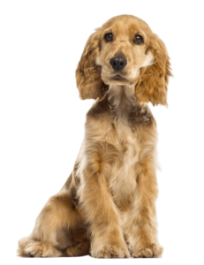 Cocker Spaniel Dog