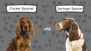 Cocker spaniel vs Springer Spaniel