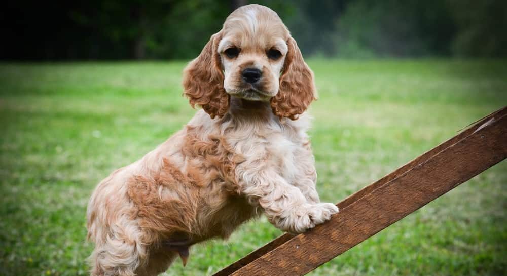 American_Cocker_Spaniel_Growth Chart