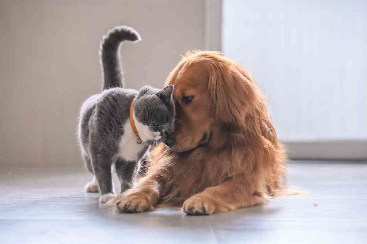 Are-Cats-Good-With-Golden-Retrievers