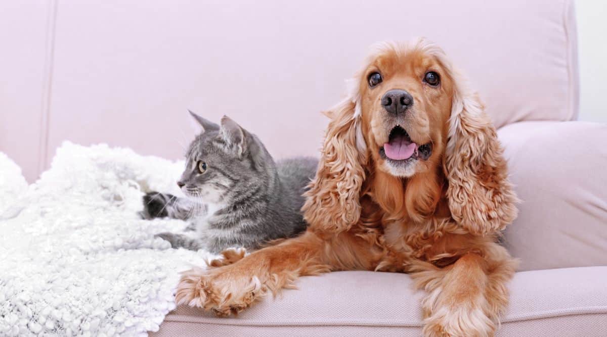 cat and dog sitting together