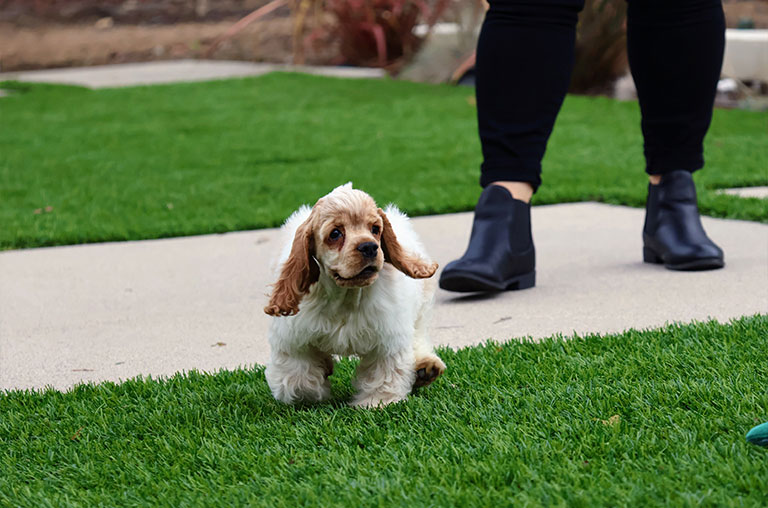 Cocker-Spaniel-vs-Miniature-Schnauzer–-Expert-Comparison