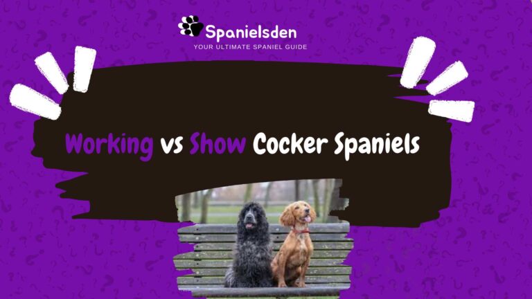 Working vs Show Cocker Spaniels: Understanding the Key Distinctions