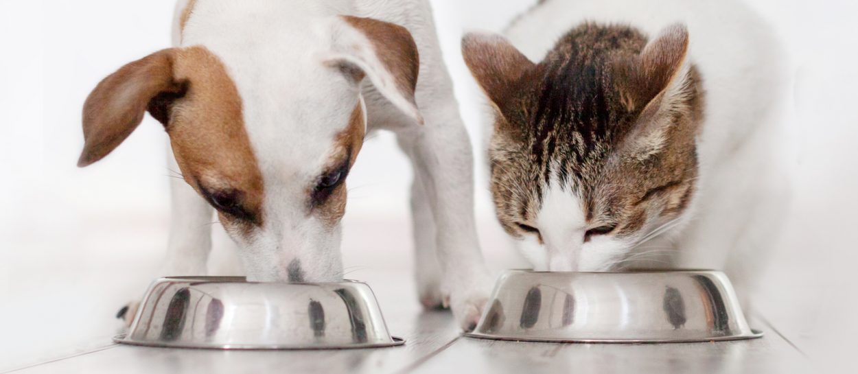 bath cat and dog eating together