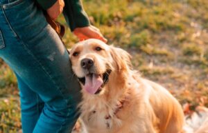 Golden-Retriever-rubbing-face-against-person