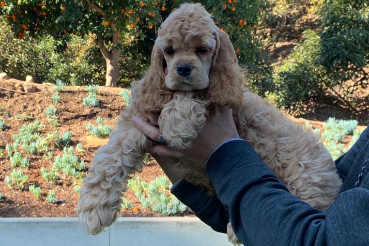 History-of-Mini-Cocker-Spaniel