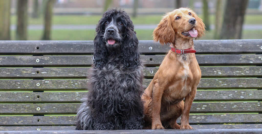 working and show cocker spaniel