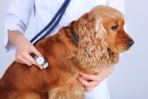 English cocker spaniel in veterinarian