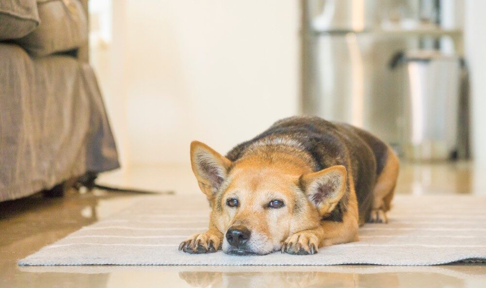 Senior-dog-resting-at-the-floor