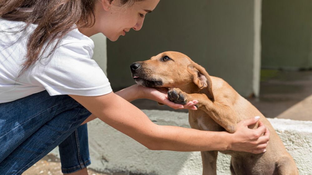 training of dog during declawing