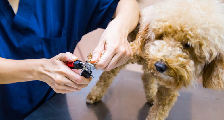 Vet trim cut groom dog nails at clinic