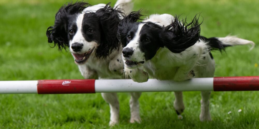 cocker spaniels jumping