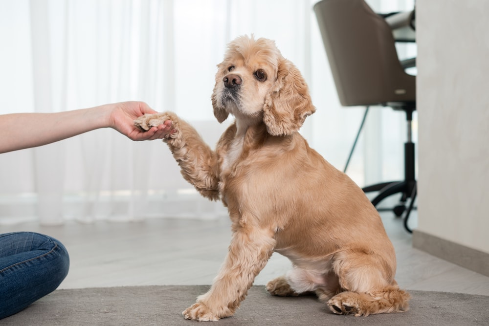 cocker spaniel with owner