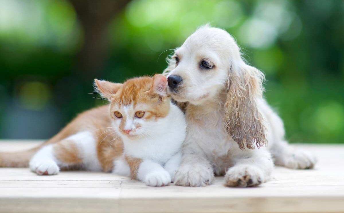 beautiful view of cat and dog