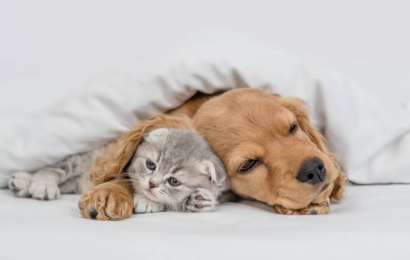 cat and dog sleeping