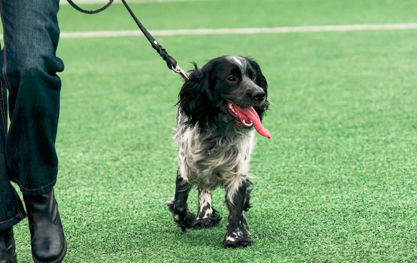 Owner training cocker spaniel