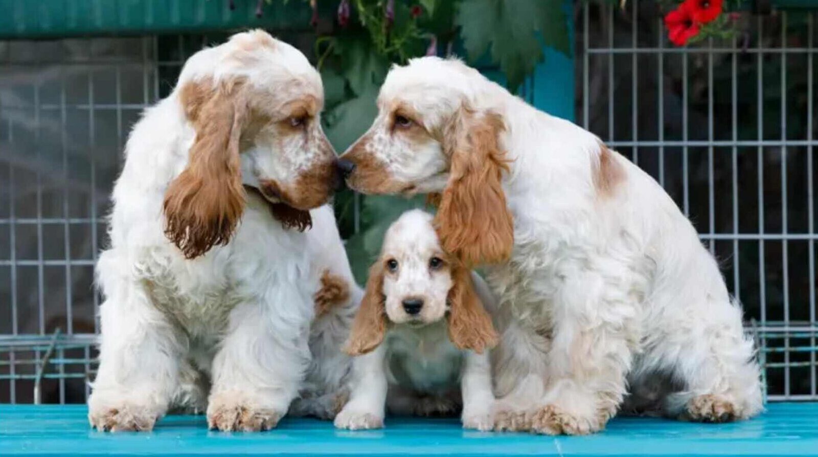 Cocker Spaniels the Perfect Choice for First-Time Owners