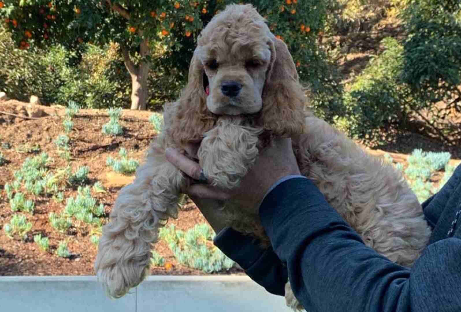 Cocker Spaniel with owner