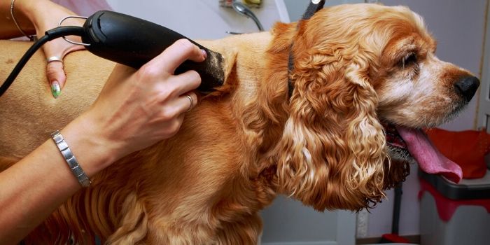 grooming of spaniel