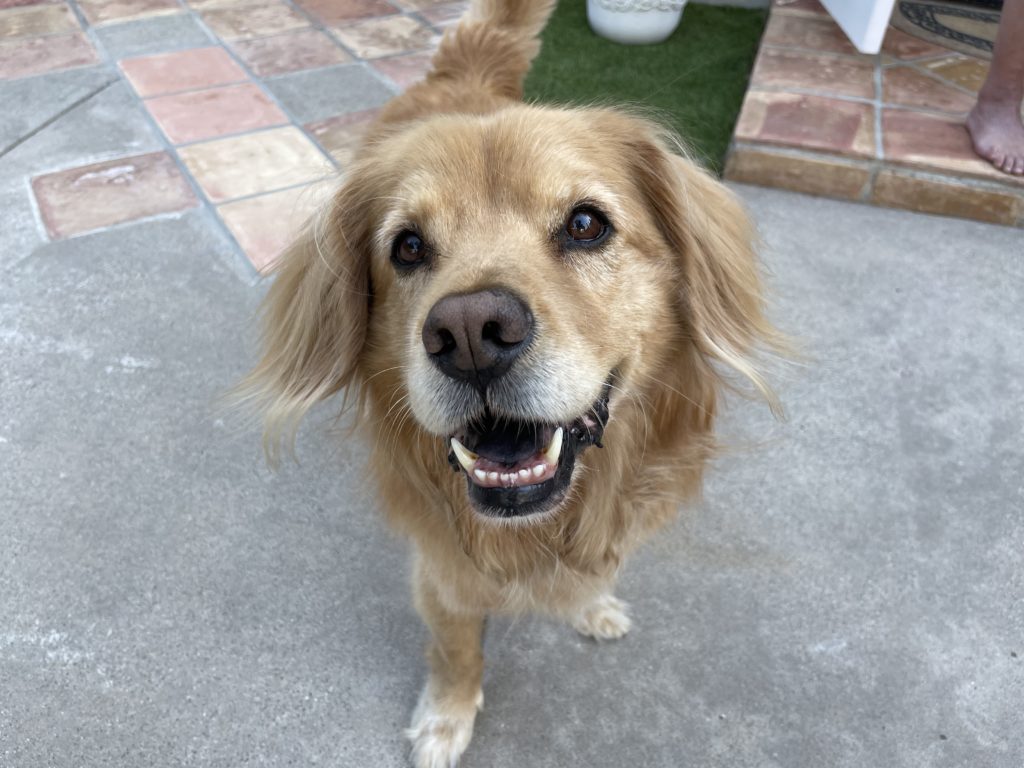 barking of cocker spaniel