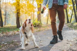 Do Cocker Spaniels Bark a Lot?