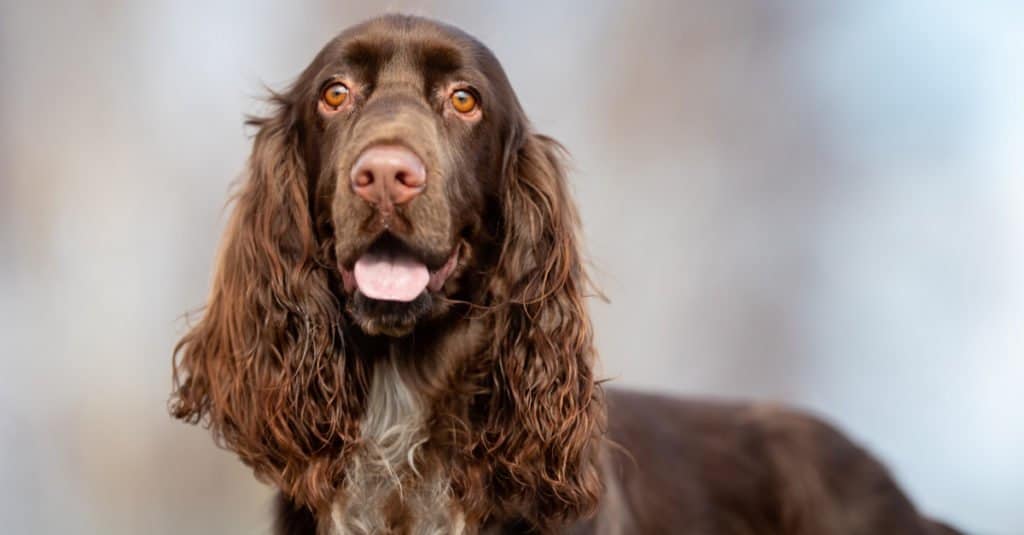 cocker spaniel's pros and cons