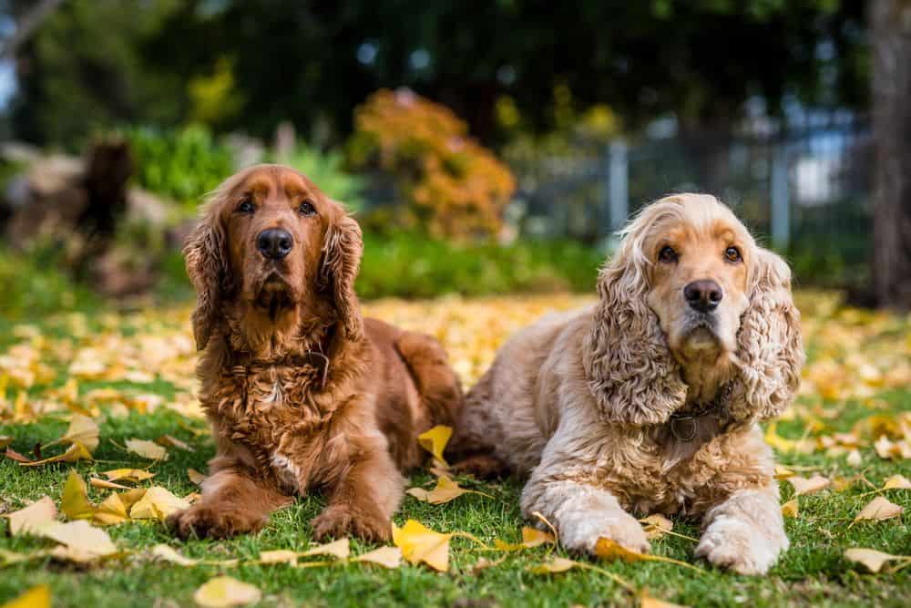 two cocker spaniels sitting together