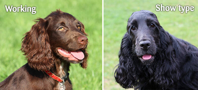 working show cocker spaniels