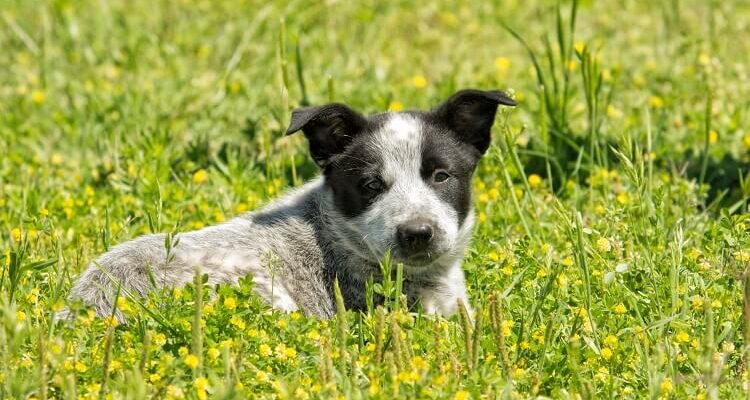 Australian-Shepherd-Blue-Heeler-Mix-Puppy