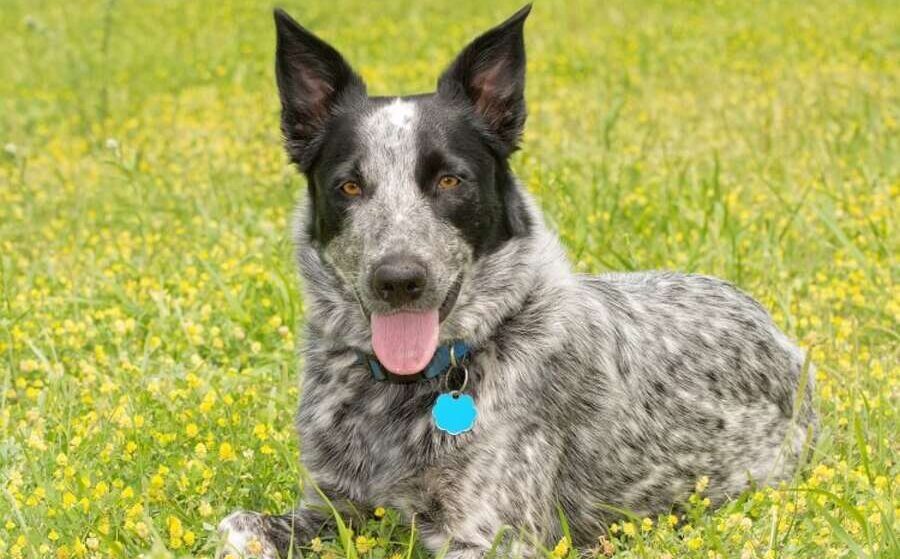 Blue Heeler Australian Shepherd Mix