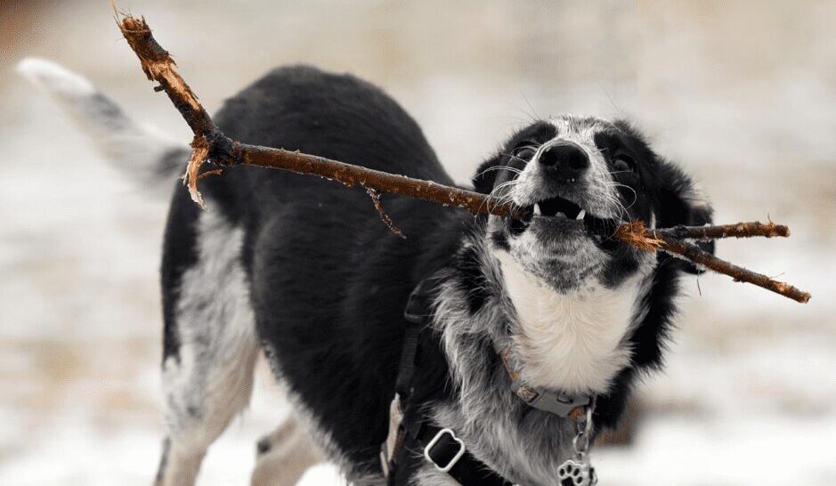 Border-Collie-Blue-Heeler-mix-breed