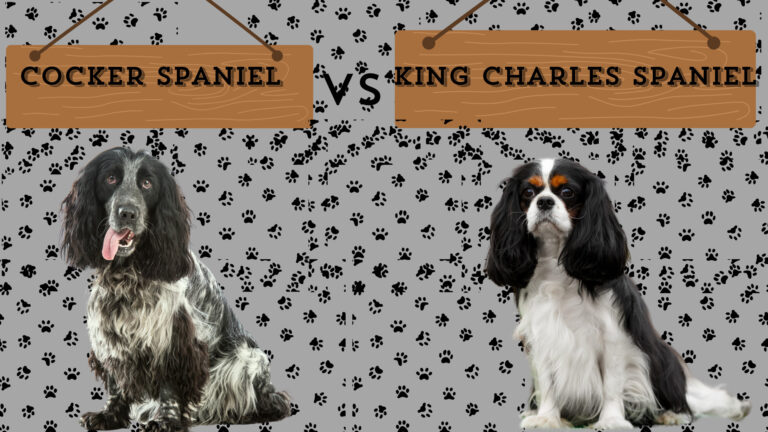 Cocker Spaniel vs. Cavalier King Charles Spaniel: History, Care, and Personality Guide