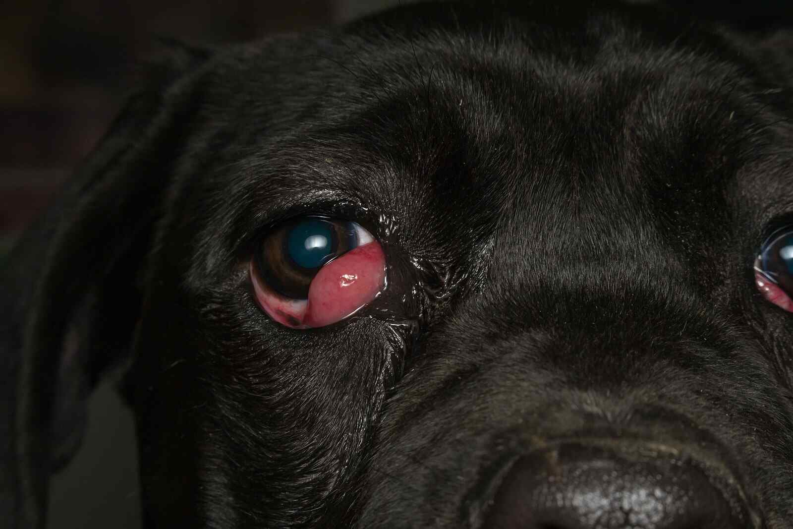 what is cherry eye