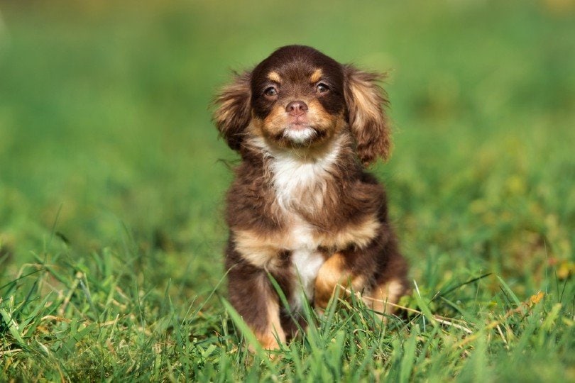 Chi-Spaniel-sitting-on-grass_otsphoto_