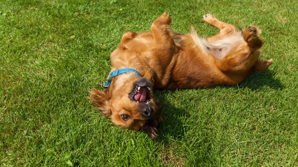 Cocker-Spaniel-Dachshund-mix