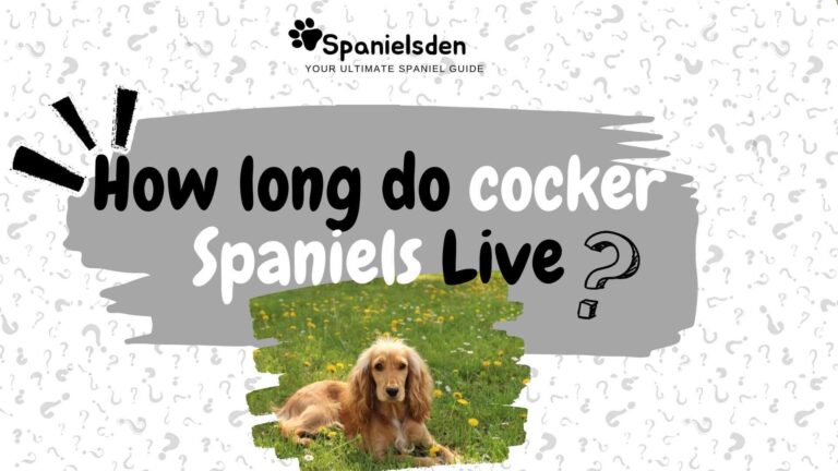 How Long Do Cocker Spaniels Live? Lifespan, Diet, and Health Guide