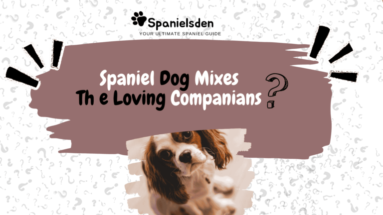 Spaniel Dog Mixes Revealed: Traits, Care, and Popular Breeds