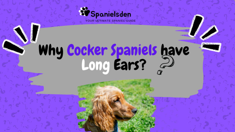 Long Ears of Cocker Spaniels: Practical Uses and Emotional Appeal