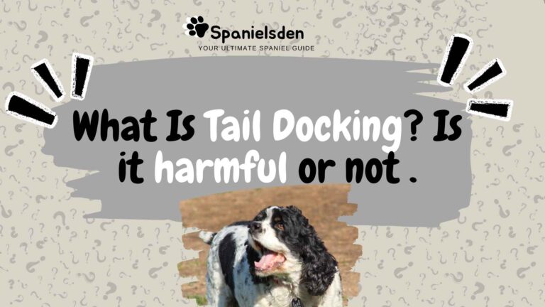 Cocker Spaniel Tail Docking: Harmful Tradition or Vital?